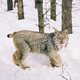 Illustration for article titled Caturday - Lynx canadensis Edition